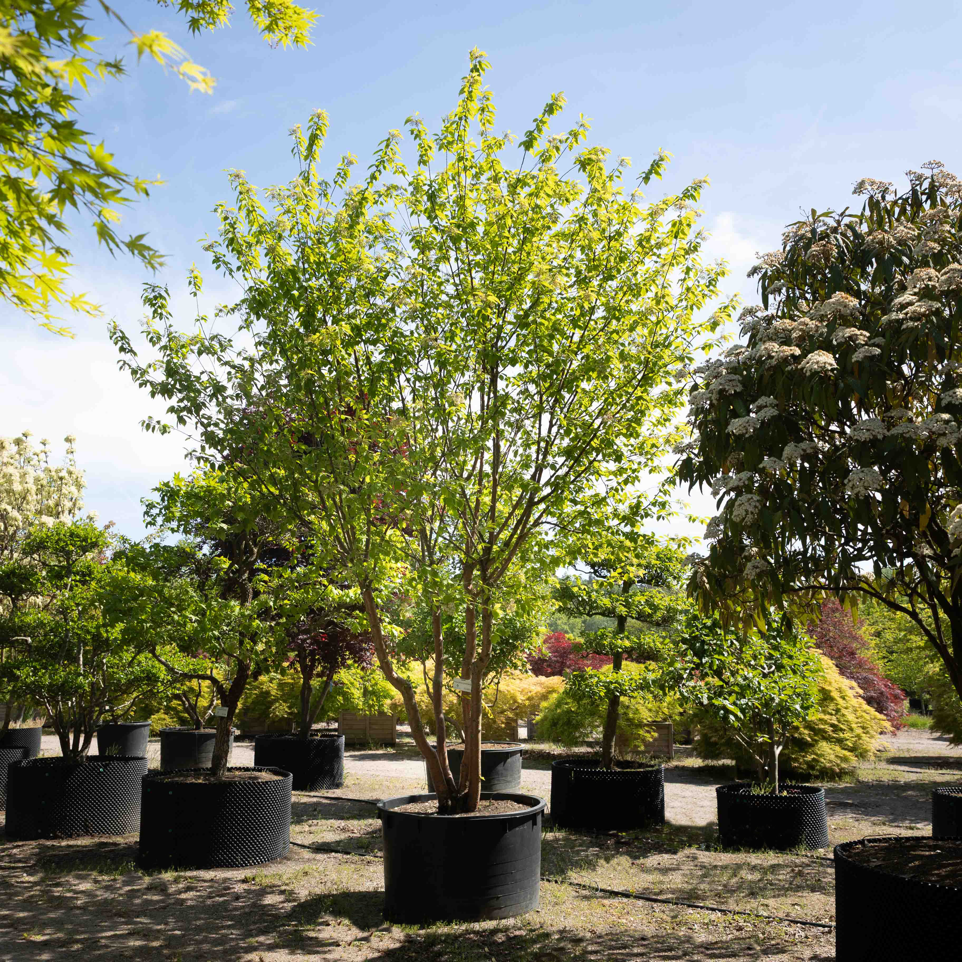 Prunus maackii 'Amber beauty' VJ